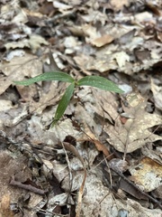 Epipactis helleborine