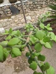 Pereskiopsis diguetii