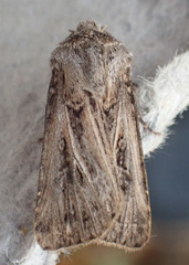 Agrotis gladiaria