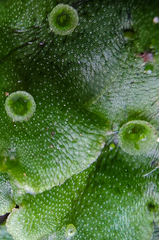 Marchantia polymorpha ruderalis