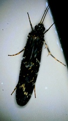 Hydrobiosidae