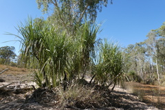 Pandanus