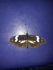 Dismorphia eunoe eunoe