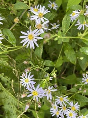 Aster ageratoides