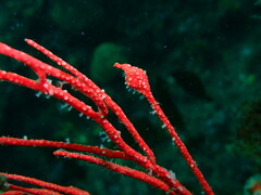 Leptogorgia chilensis