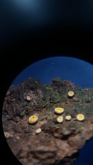 Lachnellula