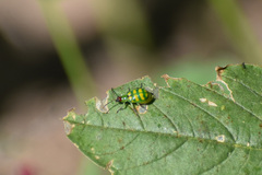 Diabrotica balteata