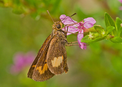Oriens paragola