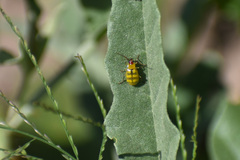 Diabrotica balteata