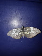 Dismorphia eunoe eunoe