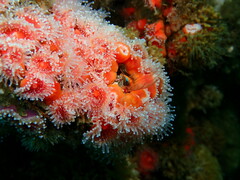 Corynactis californica