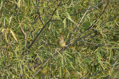 Emberiza aureola