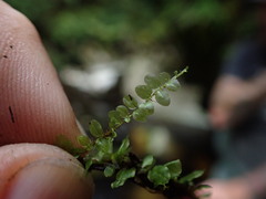 Plagiomnium rostratum