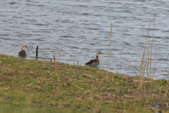 Callonetta leucophrys