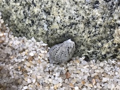 Acanthinucella punctulata