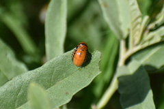 Doryphorina