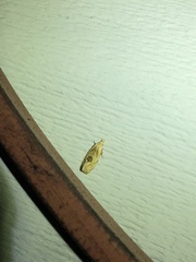 Aethes angustana
