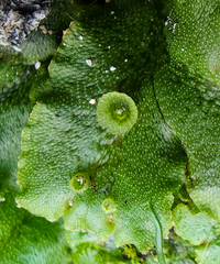 Marchantia polymorpha ruderalis