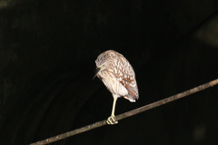 Nycticorax caledonicus