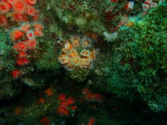 Corynactis californica