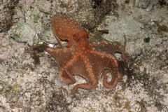 Callistoctopus