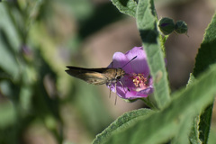 Lerodea eufala eufala