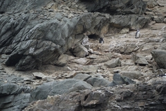 Spheniscus humboldti