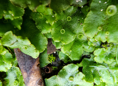 Marchantia polymorpha ruderalis