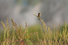 Saxicola stejnegeri