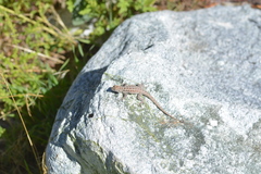 Uta stansburiana elegans
