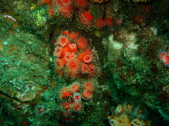 Corynactis californica