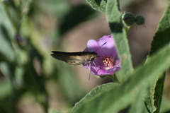 Lerodea eufala eufala