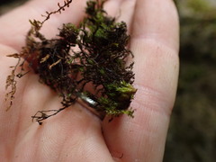 Schistidium rivulare