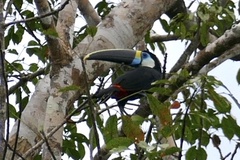 Ramphastos tucanus
