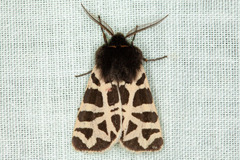 Apantesis nevadensis