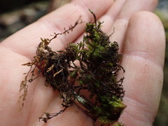 Schistidium rivulare