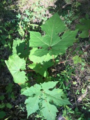 Vitis aestivalis