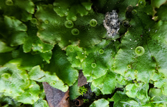 Marchantia polymorpha ruderalis