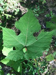 Vitis aestivalis