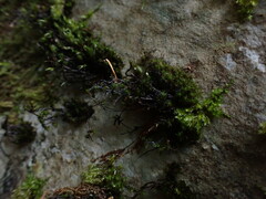 Schistidium rivulare