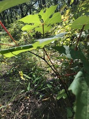 Vitis aestivalis