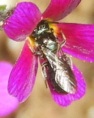 Xylocopinae