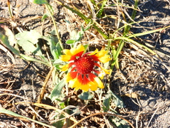 Gaillardia pulchella