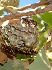 Polistes dorsalis