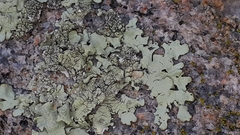 Hyperphyscia adglutinata