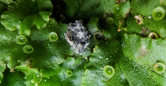 Marchantia polymorpha ruderalis