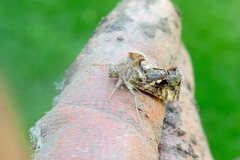Chrysodeixis