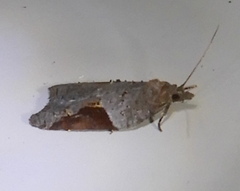 Acleris macdunnoughi