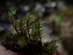 Mnium thomsonii