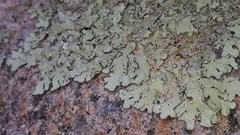 Hyperphyscia adglutinata